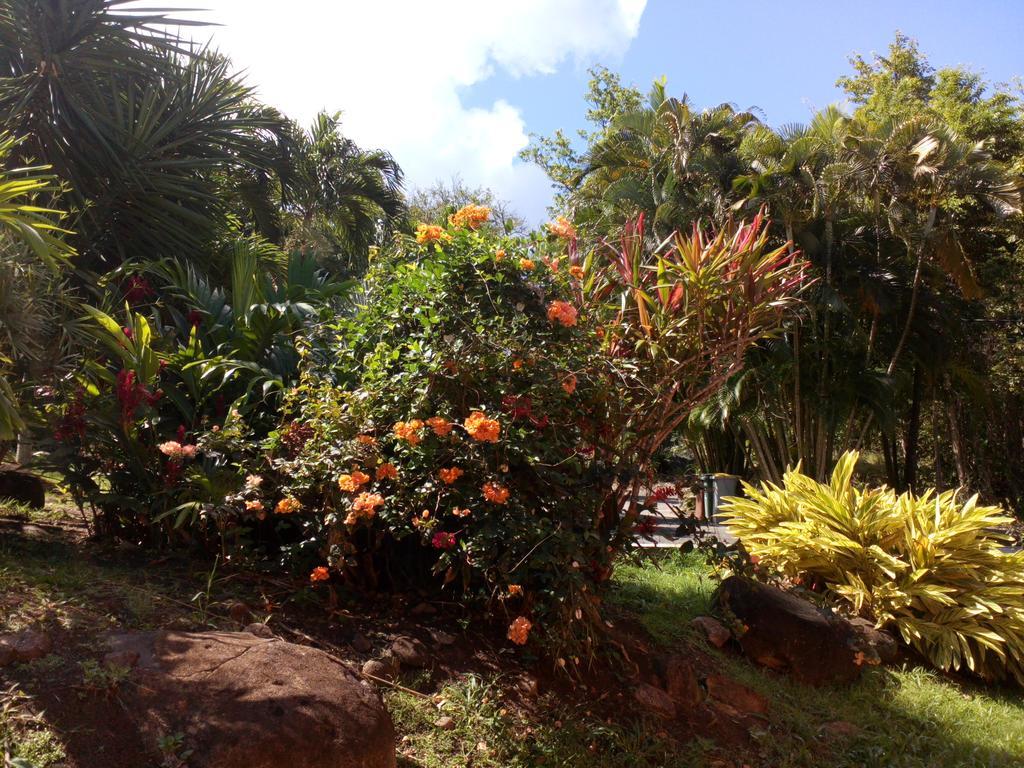 Oasis De Grande Anse Βίλα Deshaies Εξωτερικό φωτογραφία